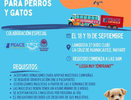 Spay & Neuter Clinic in La Cruz